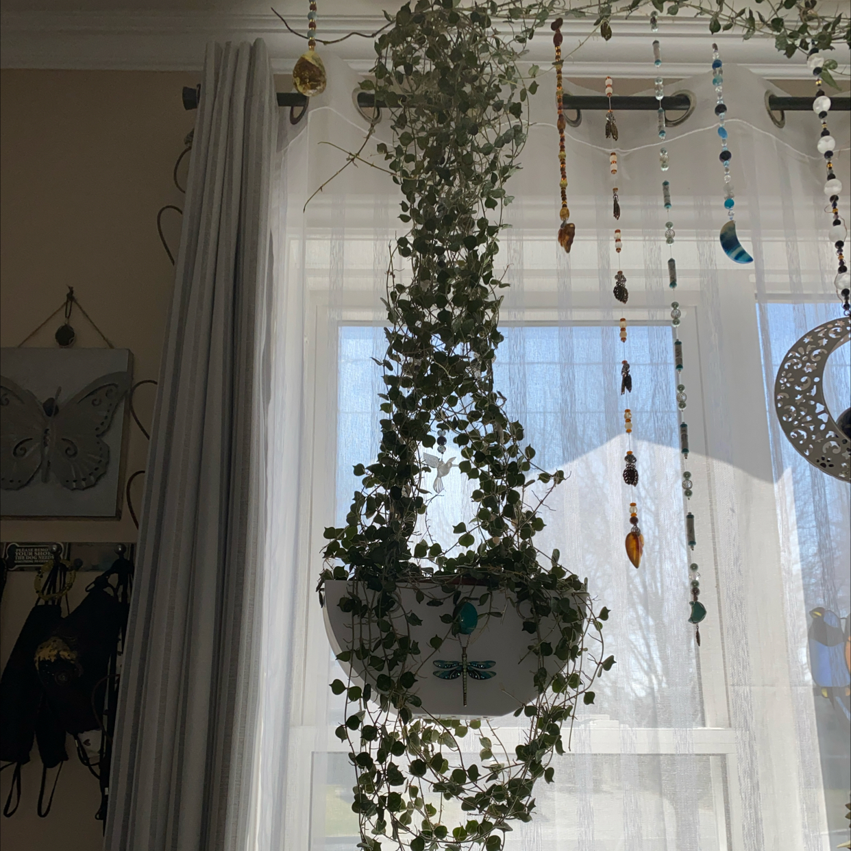 Photo of the plant species Pink Wax Flower by @User3022 named Hoya Curtisii on Greg, the plant care app