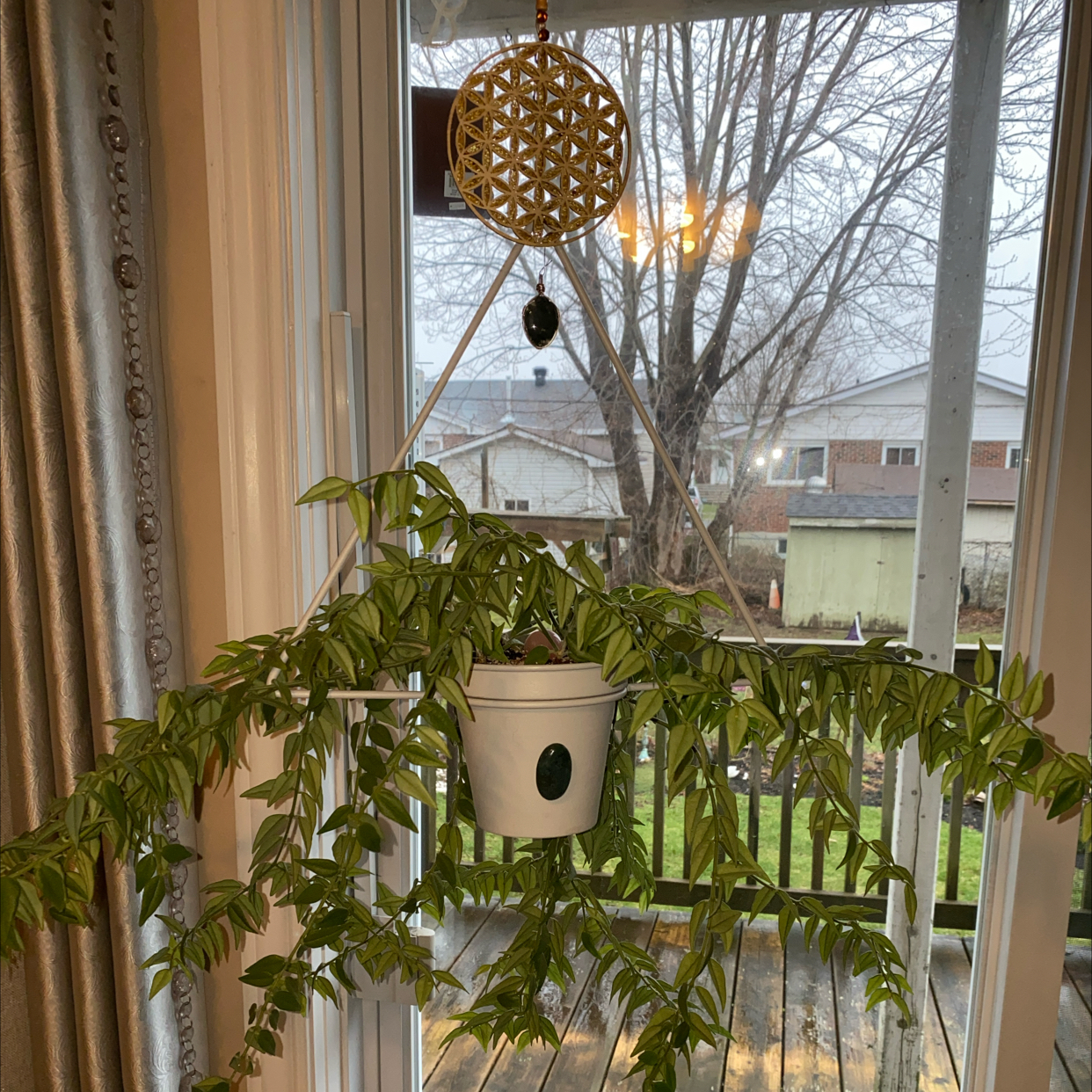 Hoya Bella plant in a white hanging pot with green leaves, seen indoors near a window.