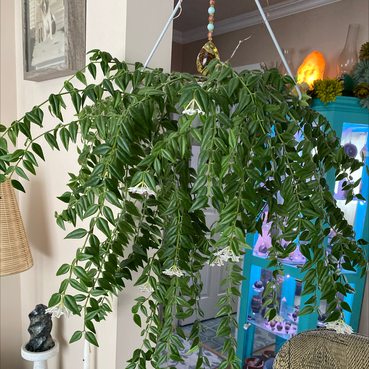 Photo of the plant species Hoya Bella by @User3022 named Hoya Bella on Greg, the plant care app