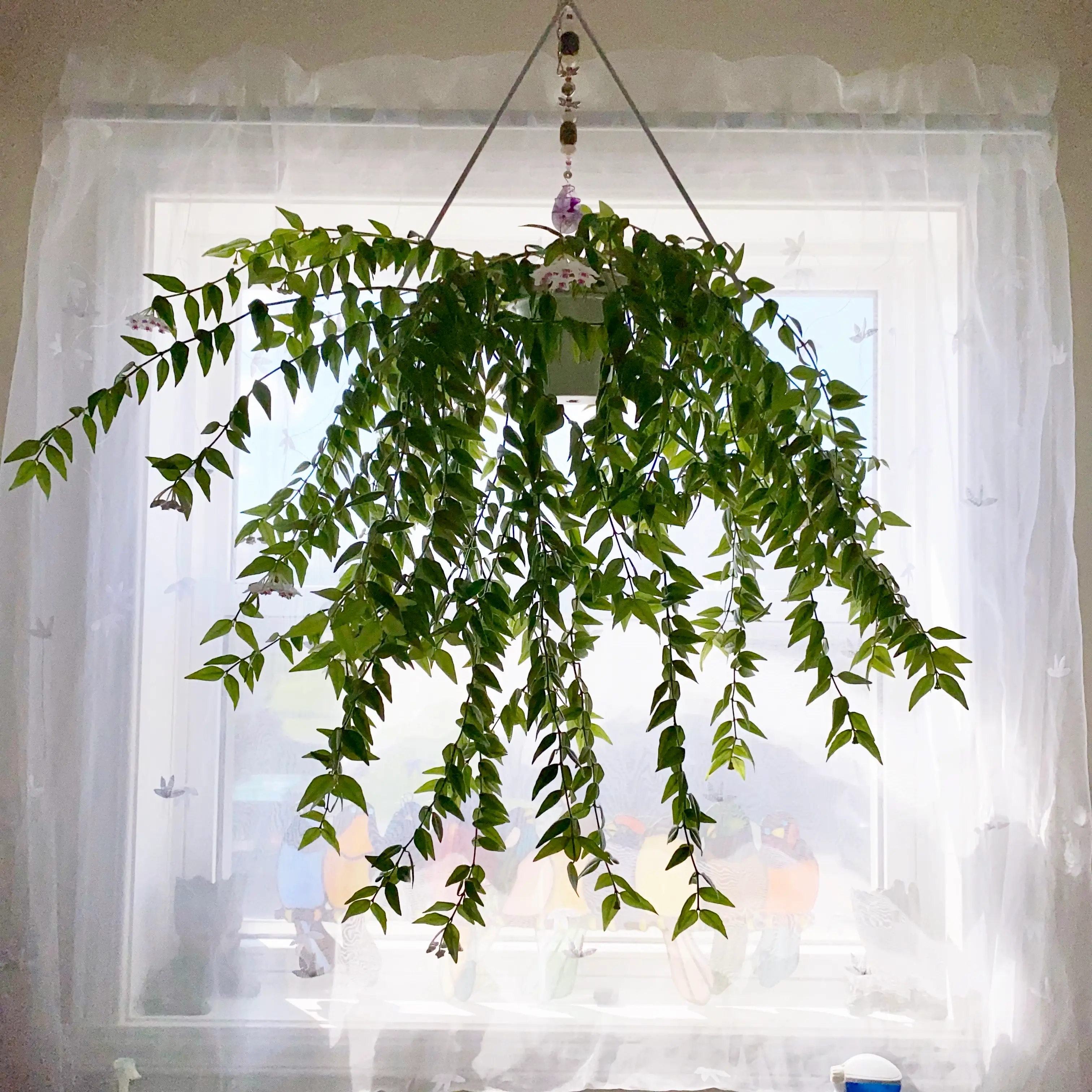 Photo of the plant species Hoya Bella by @User3022 named Hoya Bella on Greg, the plant care app