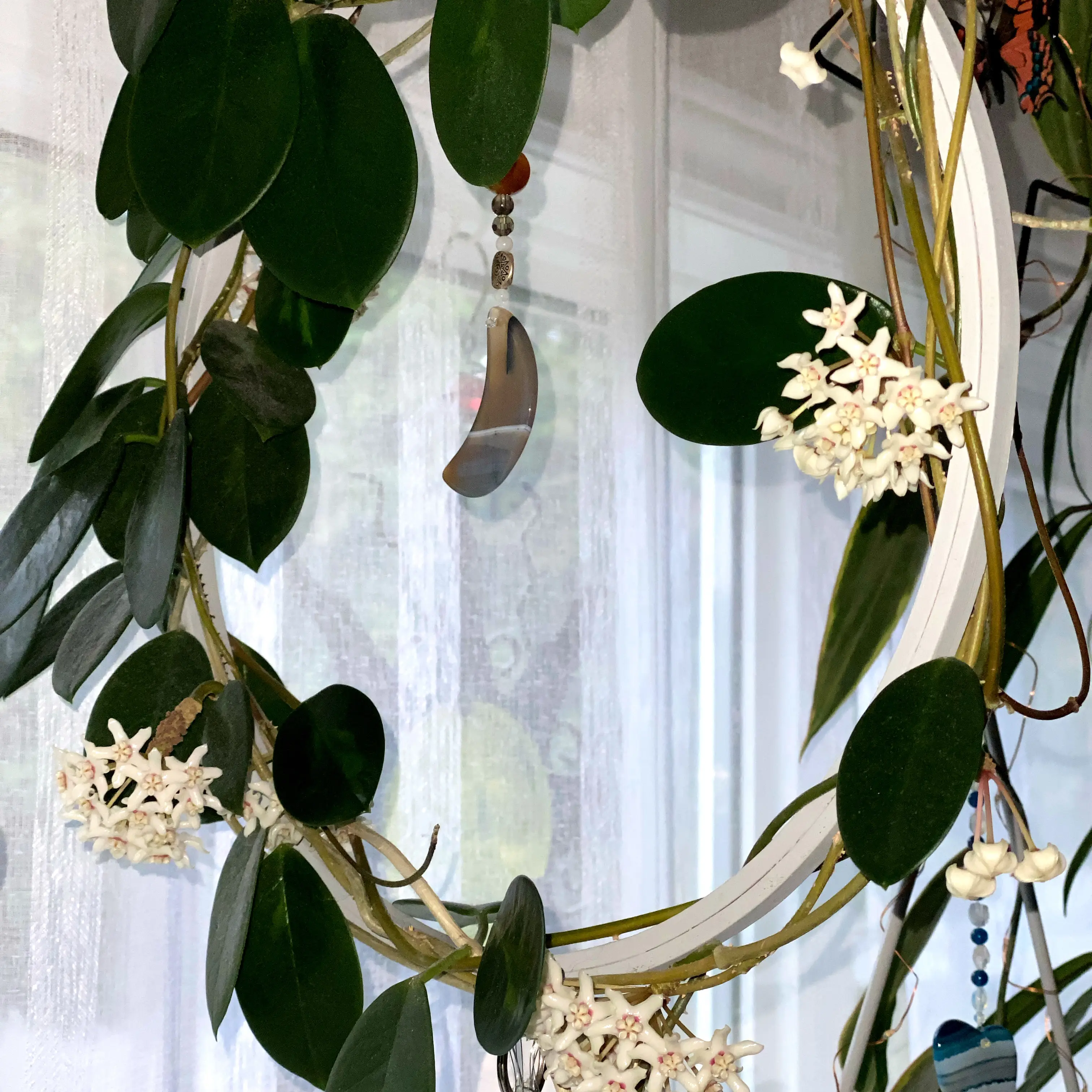 Hoya 'Lisa' plant with dark green leaves and clusters of white flowers, well-framed and healthy.