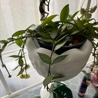 Hoya lacunosa plant in Cornwall, Ontario