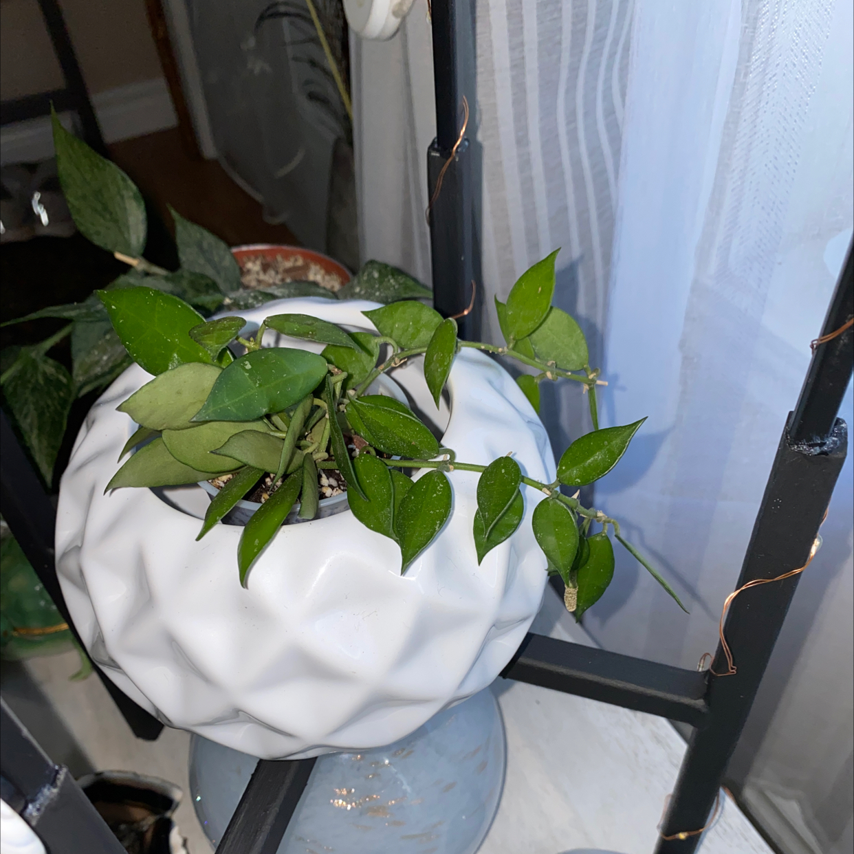 Hoya lacunosa plant in a white pot with green leaves, well-framed and healthy.