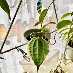 Hoya macrophylla 'Albomarginata' plant