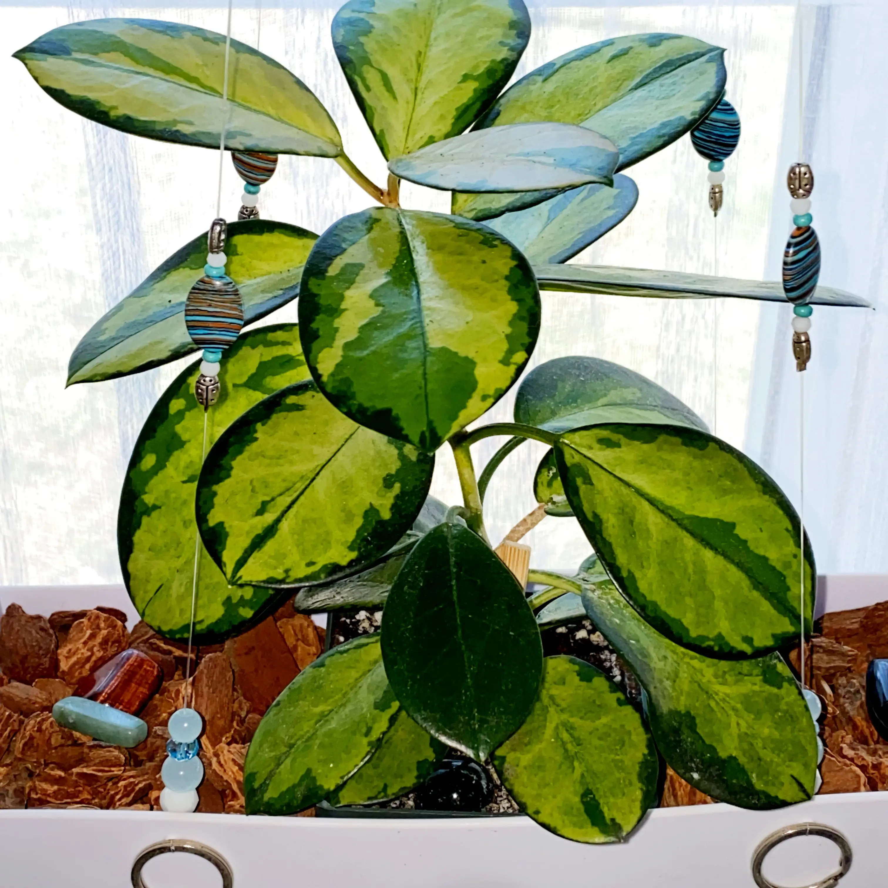 Hoya 'Lisa' plant with variegated leaves in a well-lit environment.