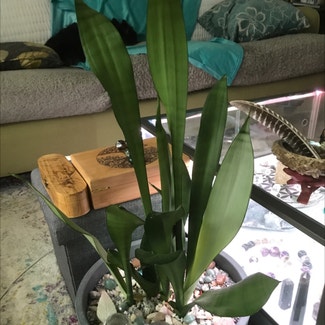 Silver Snake Plant plant in Cornwall, Ontario
