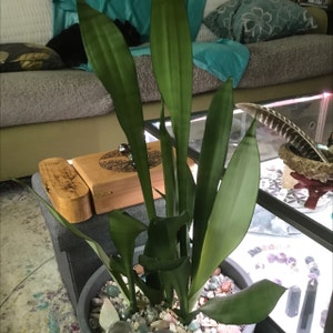 Silver Snake Plant plant photo by User3022 named Moonshine sensevieria on Greg, the plant care app.