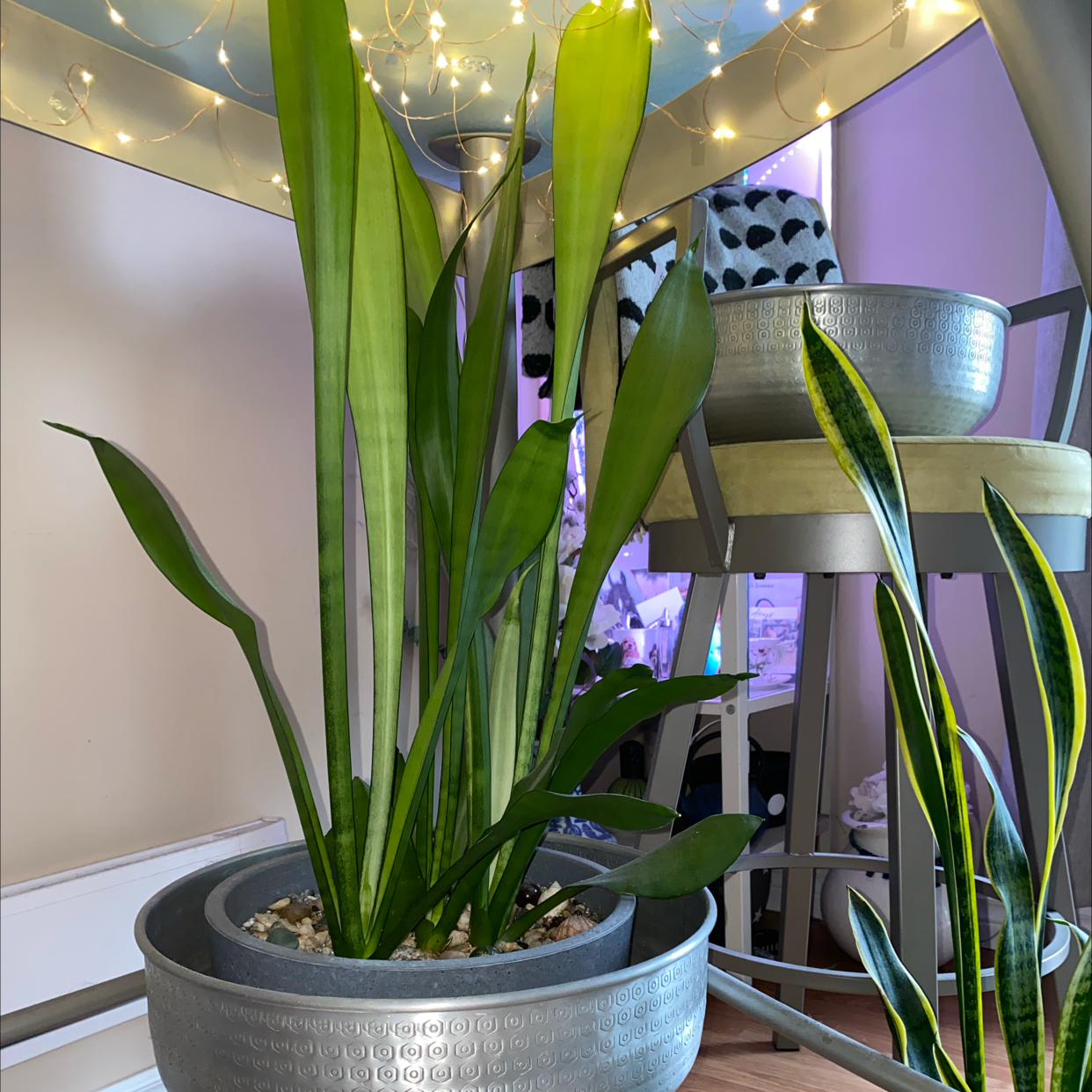 Silver Snake Plant in a decorative pot with vibrant green leaves, no visible discoloration.