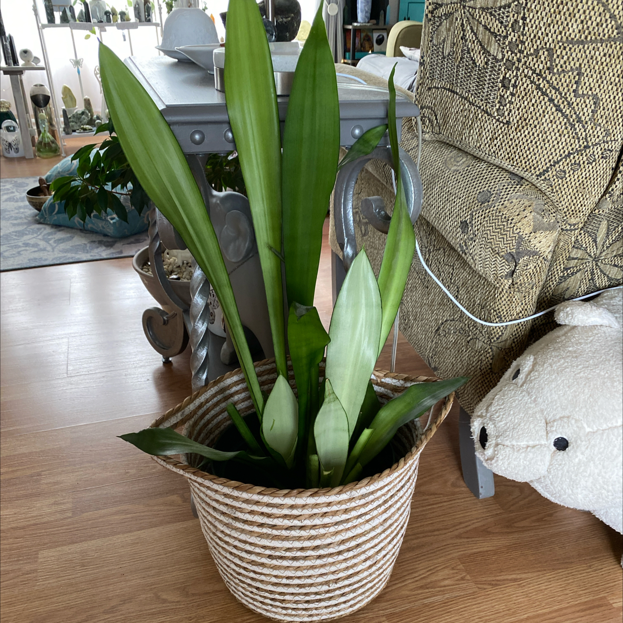 Silver Snake Plant plant photo by @User3022 named Moonshine sensevieria on Greg, the plant care app.