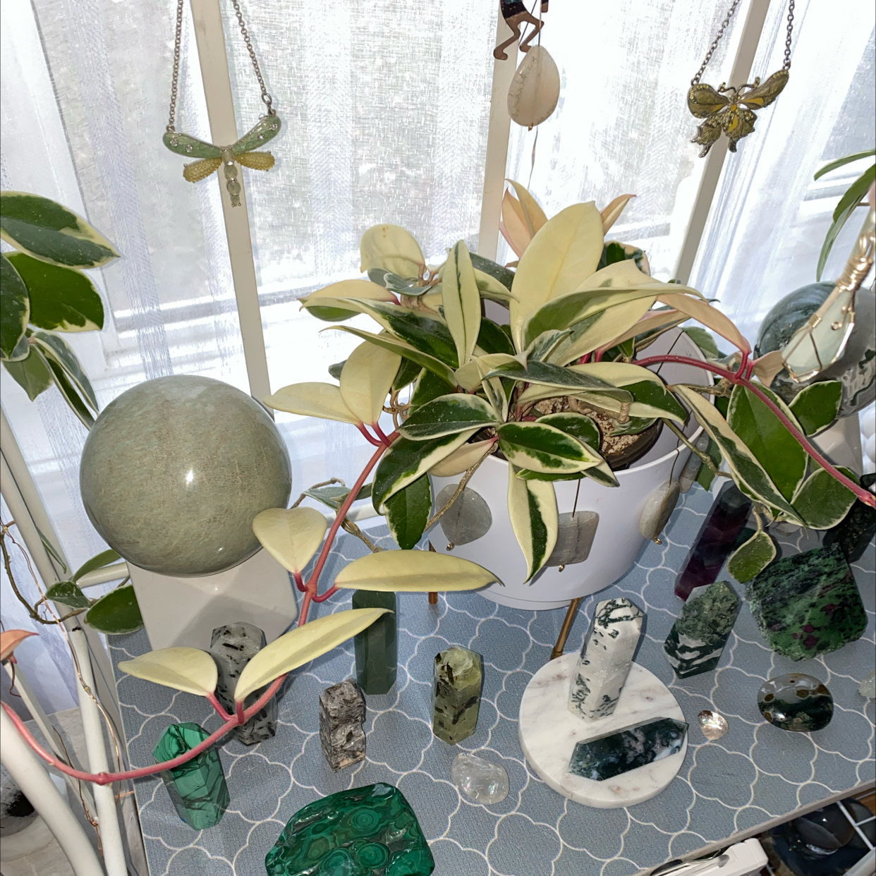 Hoya Krimson Queen plant with variegated leaves, well-framed and healthy.