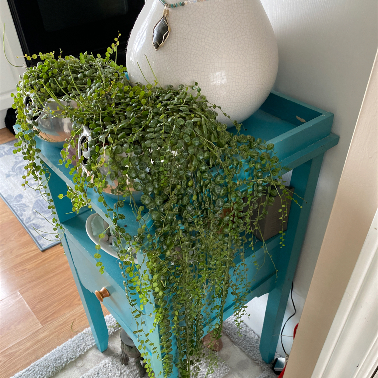 Healthy String of Turtles plant with lush, green foliage cascading over a blue table.