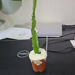 Hurricane Cactus plant