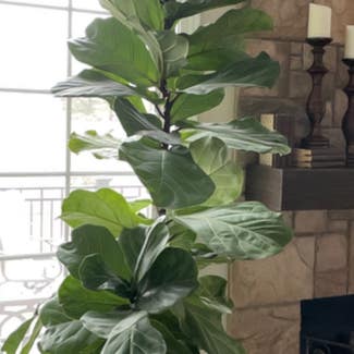 Fiddle Leaf Fig plant in Crown Point, Indiana