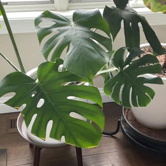 Monstera plant in Crown Point, Indiana