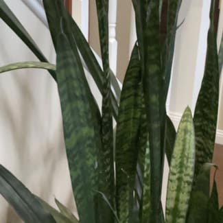 Snake Plant plant in Crown Point, Indiana