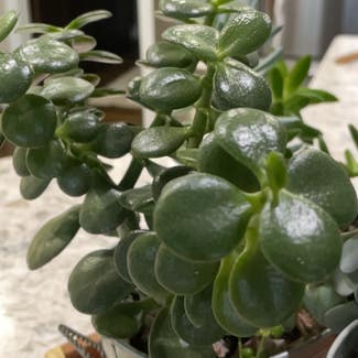 Jade plant in Crown Point, Indiana