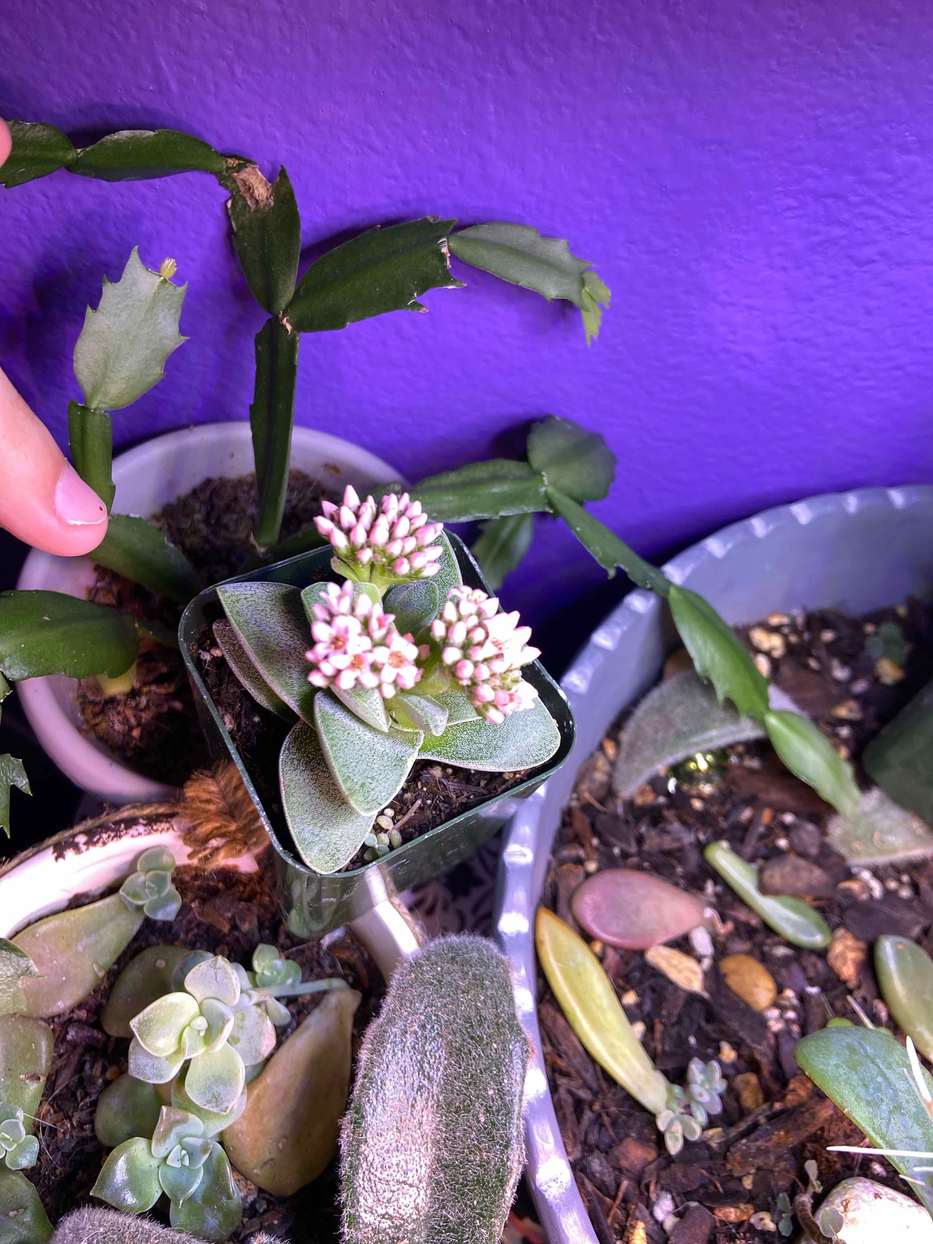 Crassula 'Springtime' plant with flowers, visible soil, and a hand pointing at it.