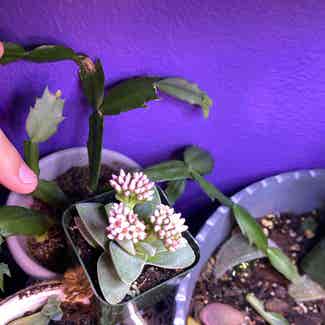 Springtime Crassula plant in Somewhere on Earth