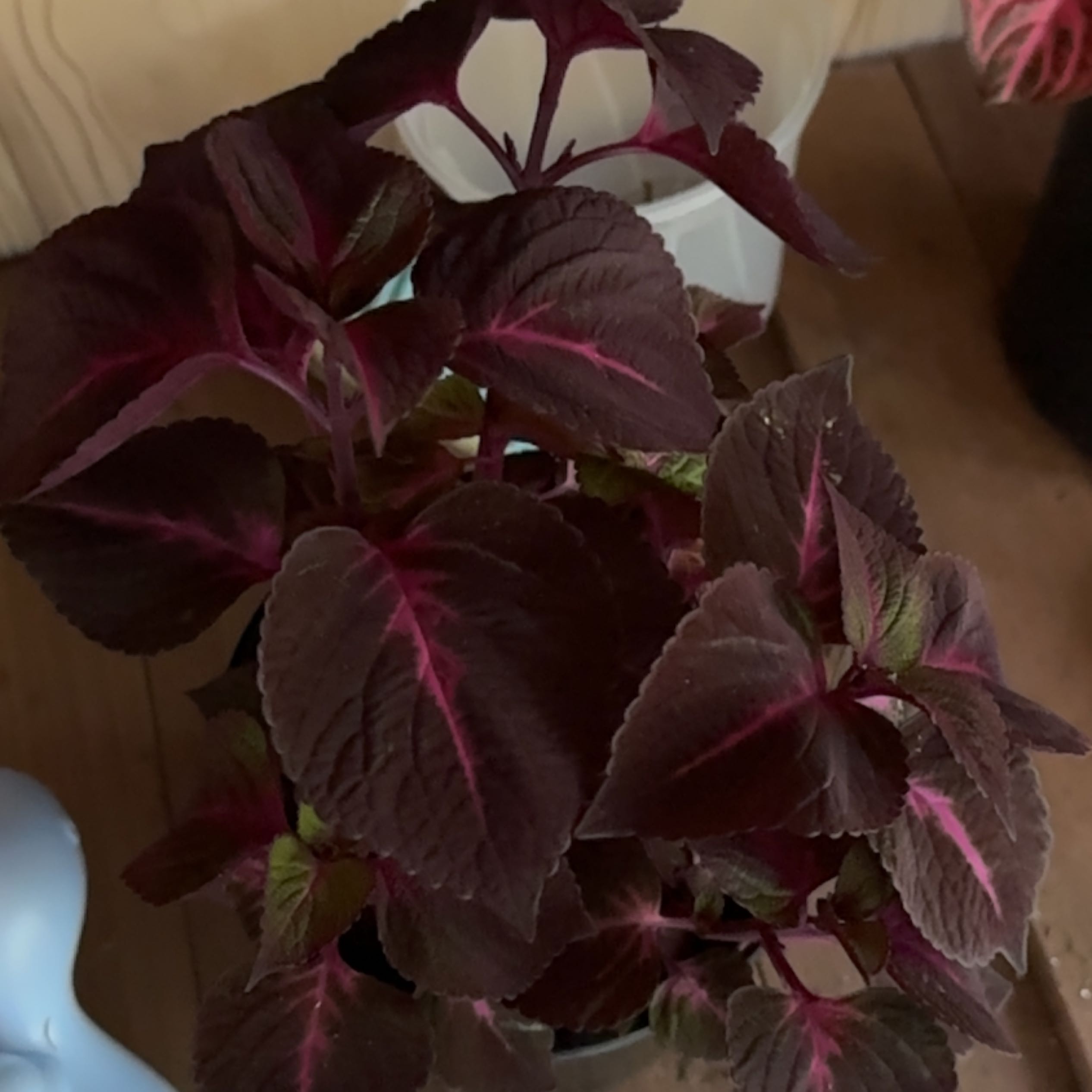 Photo of the plant species Perilla 'Magilla' by @PureChickory named Gomez on Greg, the plant care app