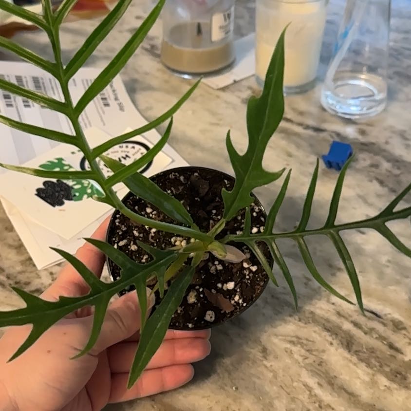 Philodendron tortum plant with green leaves held by a hand, potted in soil.