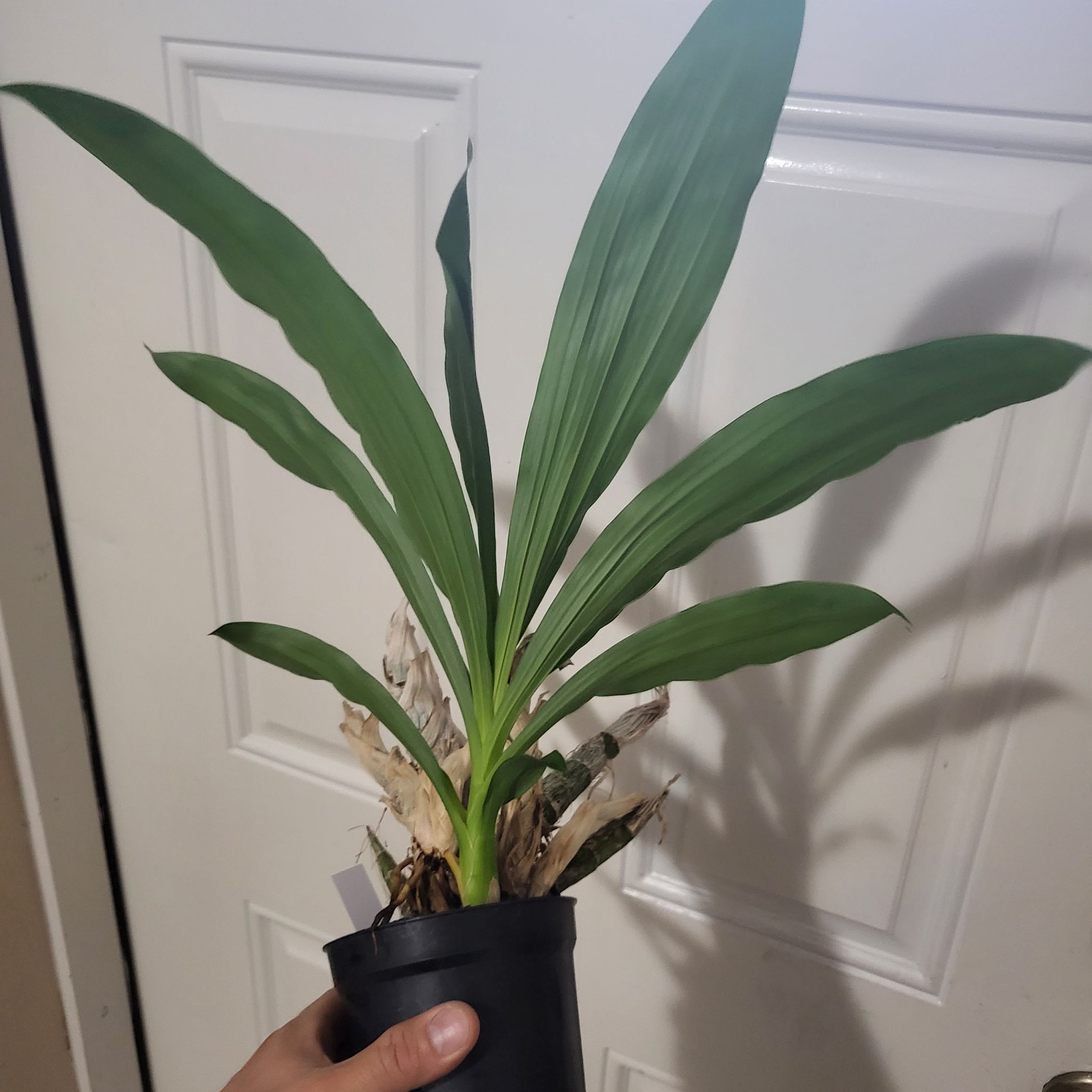 Photo of the plant species witchcraft by @FragrantPinoak named Monnierara Millennium on Greg, the plant care app