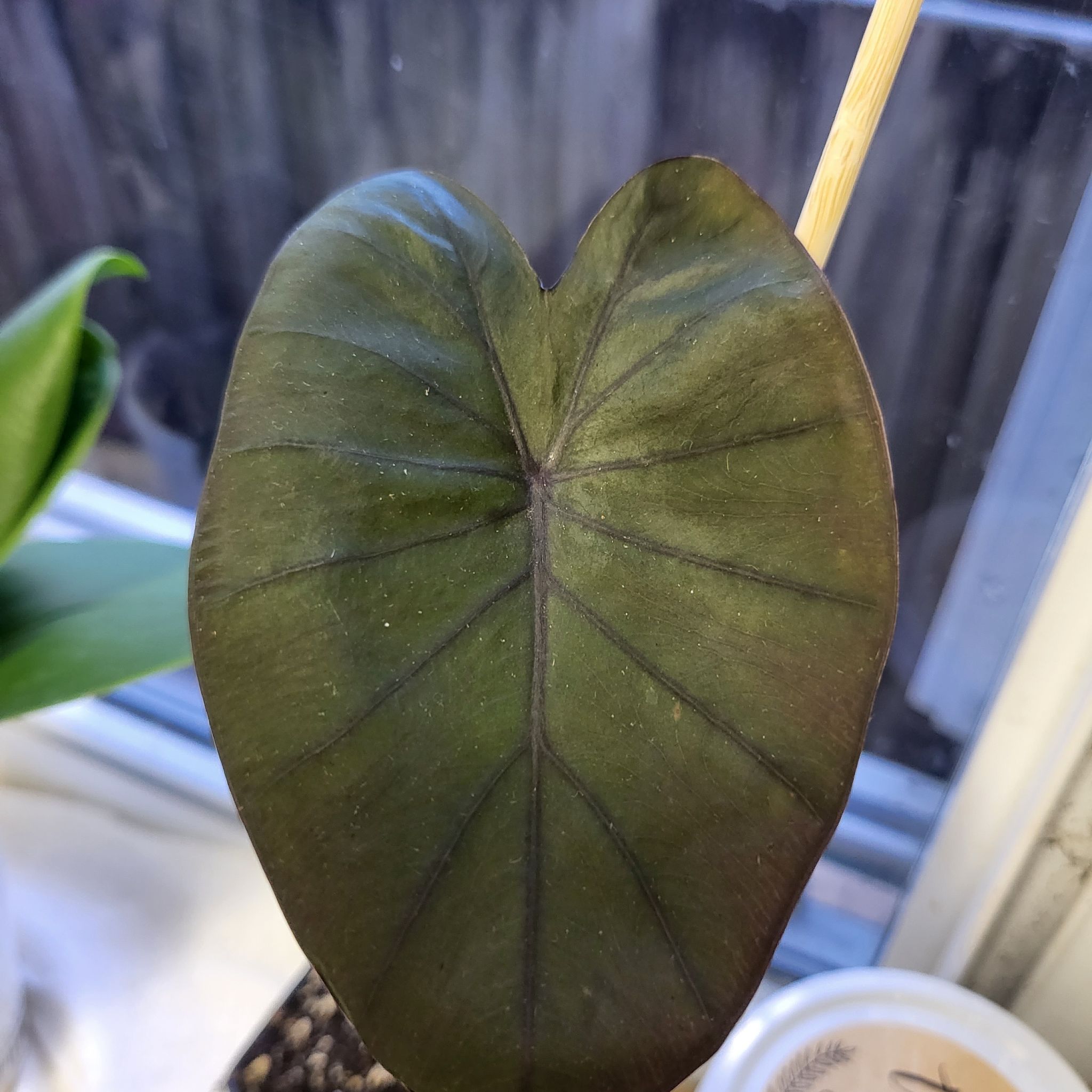 Photo of the plant species Colocasia 'Black Sapphire Gecko' by @FragrantPinoak named Sol on Greg, the plant care app