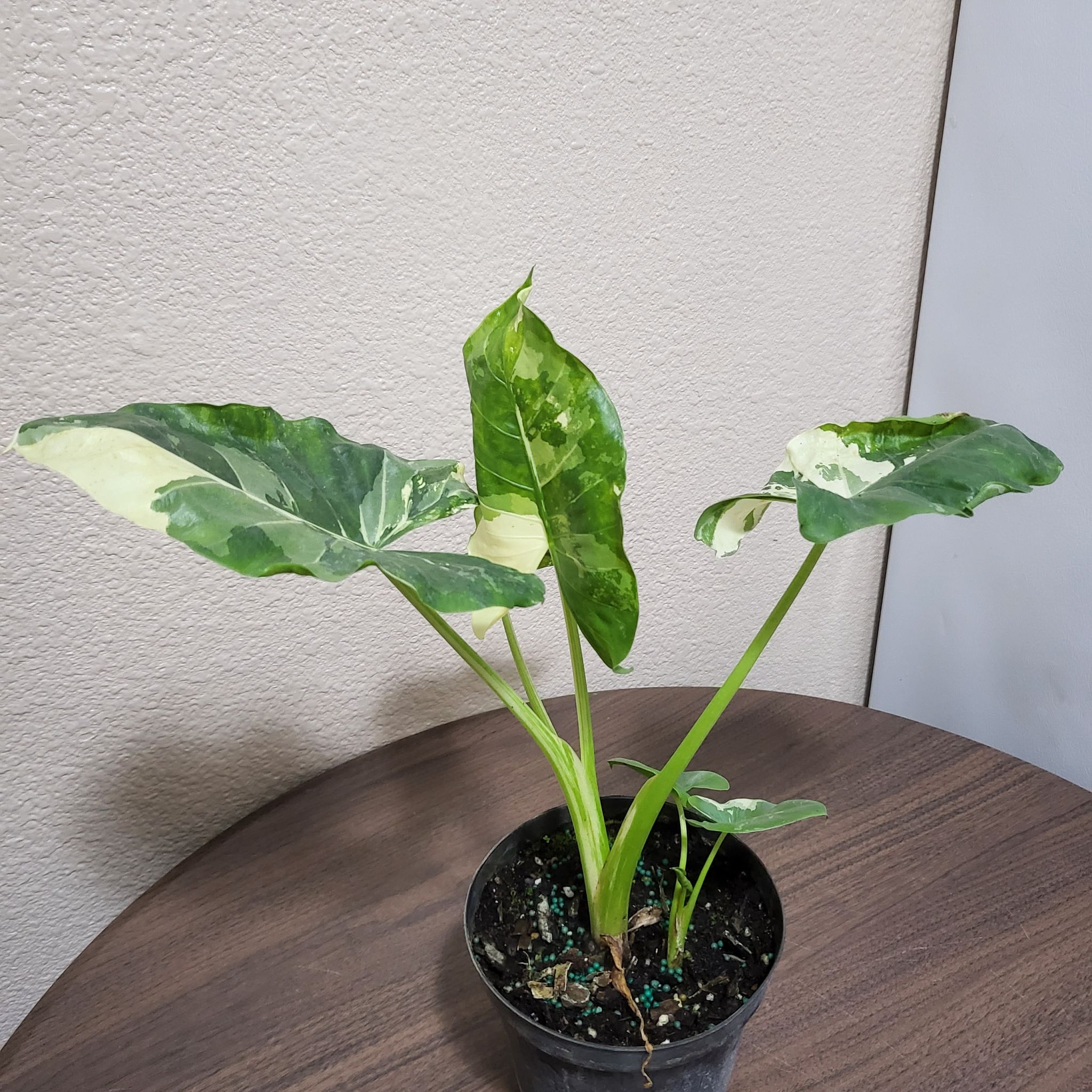 Variegated Alocasia plant in a pot on a table with healthy, variegated leaves.