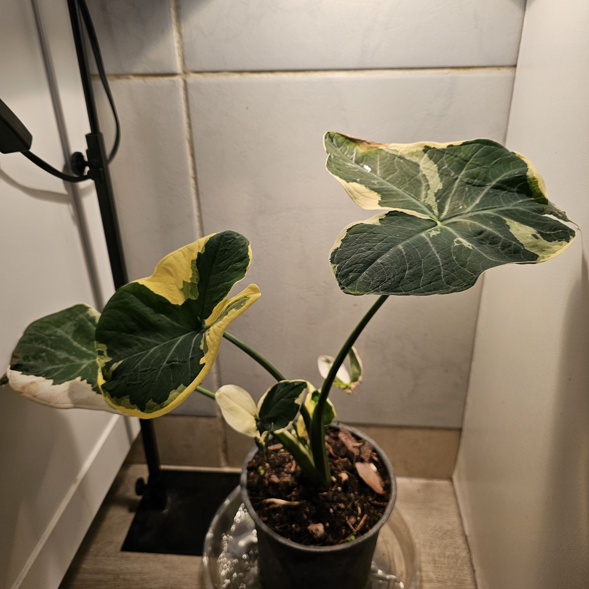 Photo of the plant species Stingray Plant by @FragrantPinoak named Dax on Greg, the plant care app