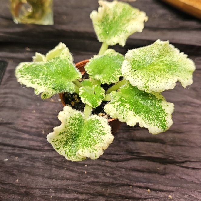 Photo of the plant species Variegated African Violet by @FragrantPinoak named Orwell on Greg, the plant care app