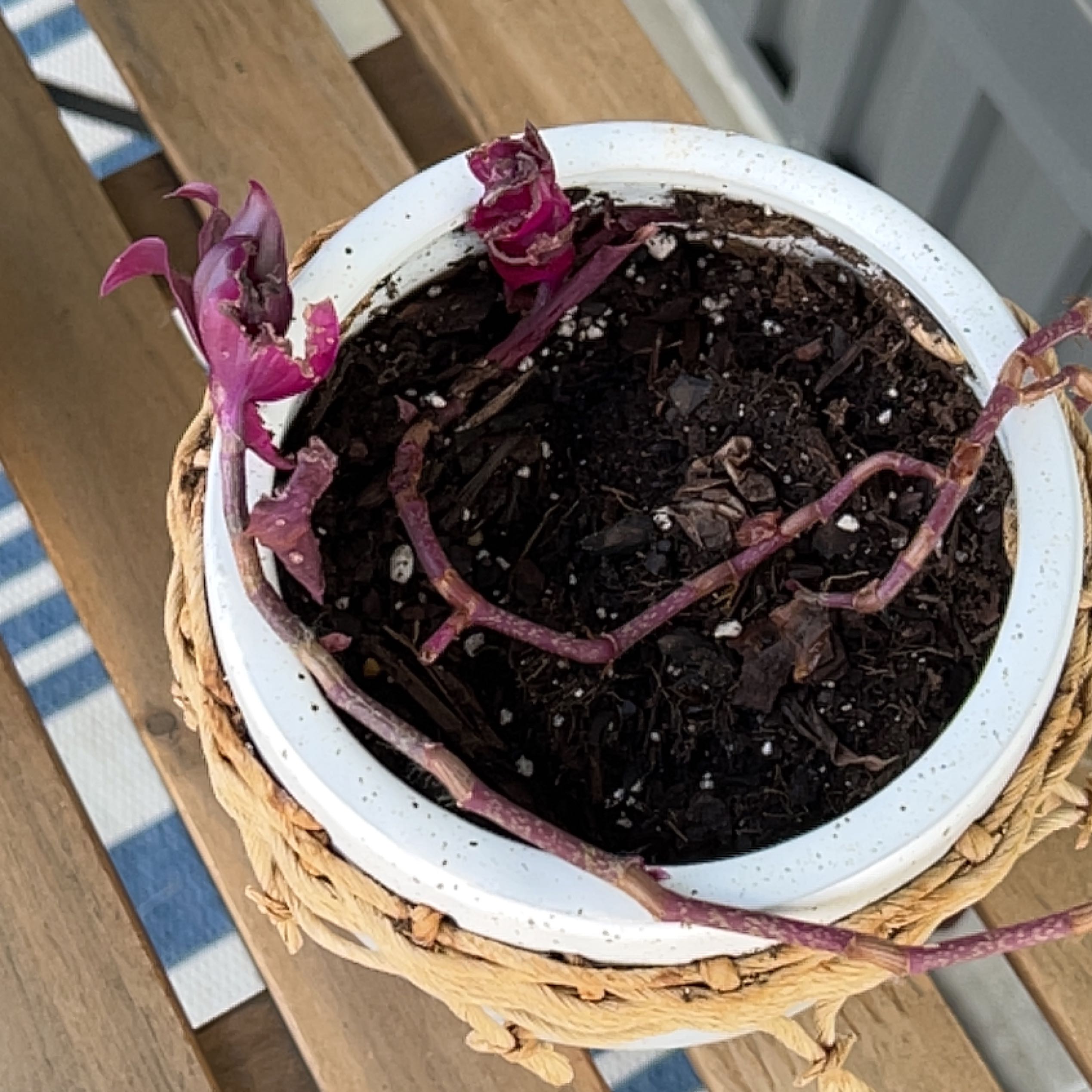 A healthy purple heart plant with vibrant purple foliage and long trailing stems, growing in a white ceramic pot.