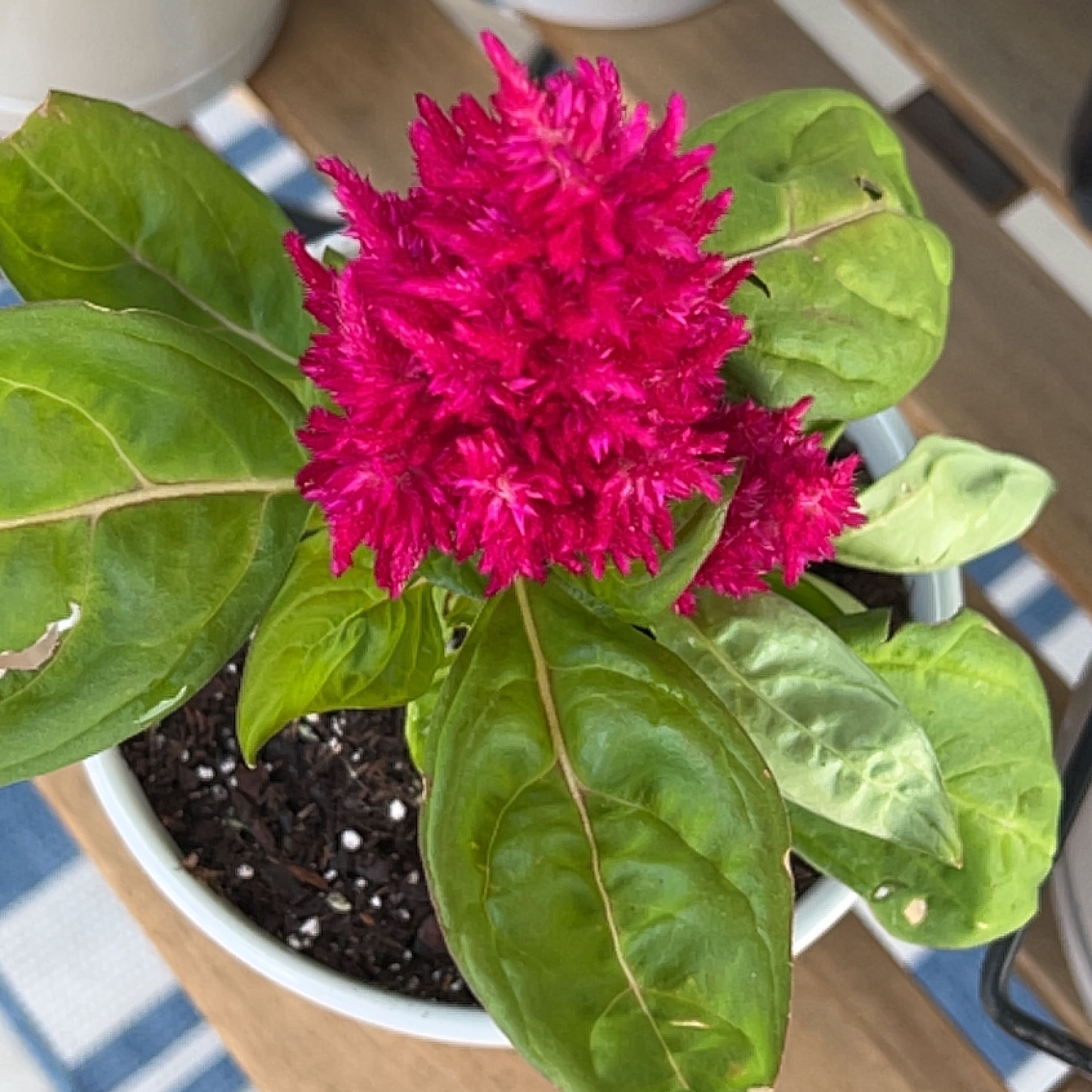 A healthy red Cockscomb plant in a pot, with vibrant feathery flowers and green foliage, on a striped mat.