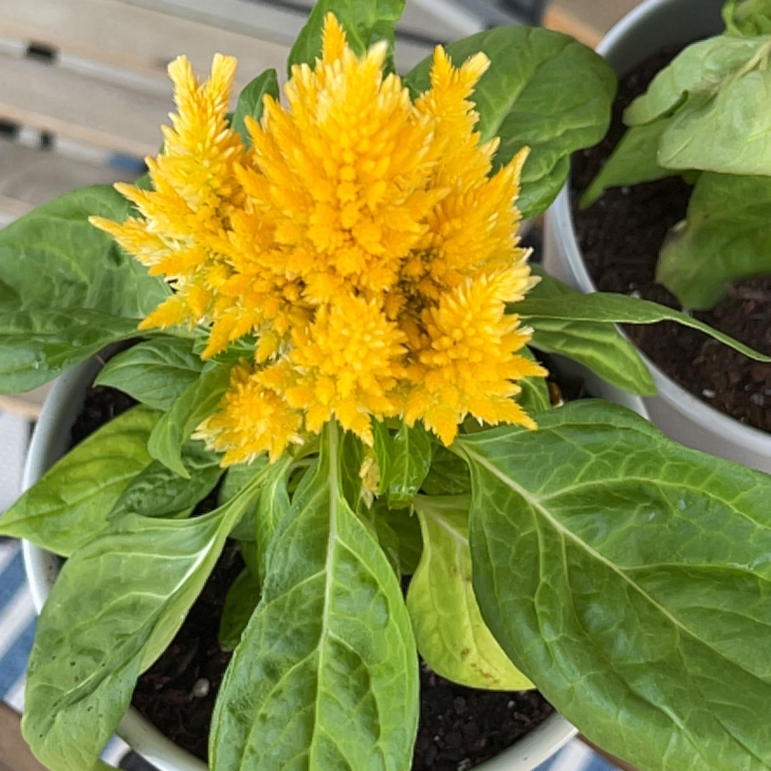 Vibrant yellow Cockscomb plant with feathery flower plumes growing in a pot, appearing healthy and well-cared for.