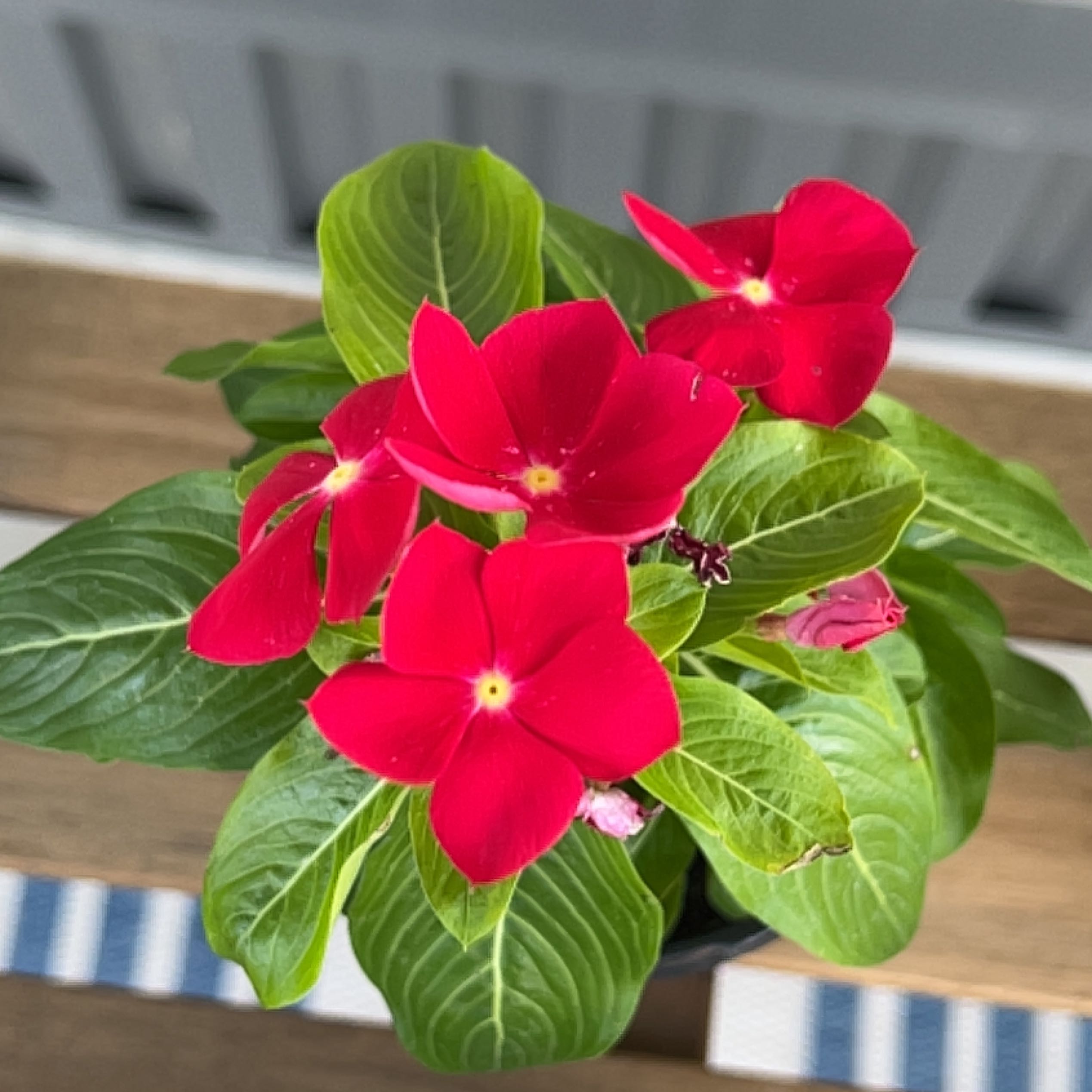 Bright Eyes plant with vibrant red flowers and healthy green leaves.