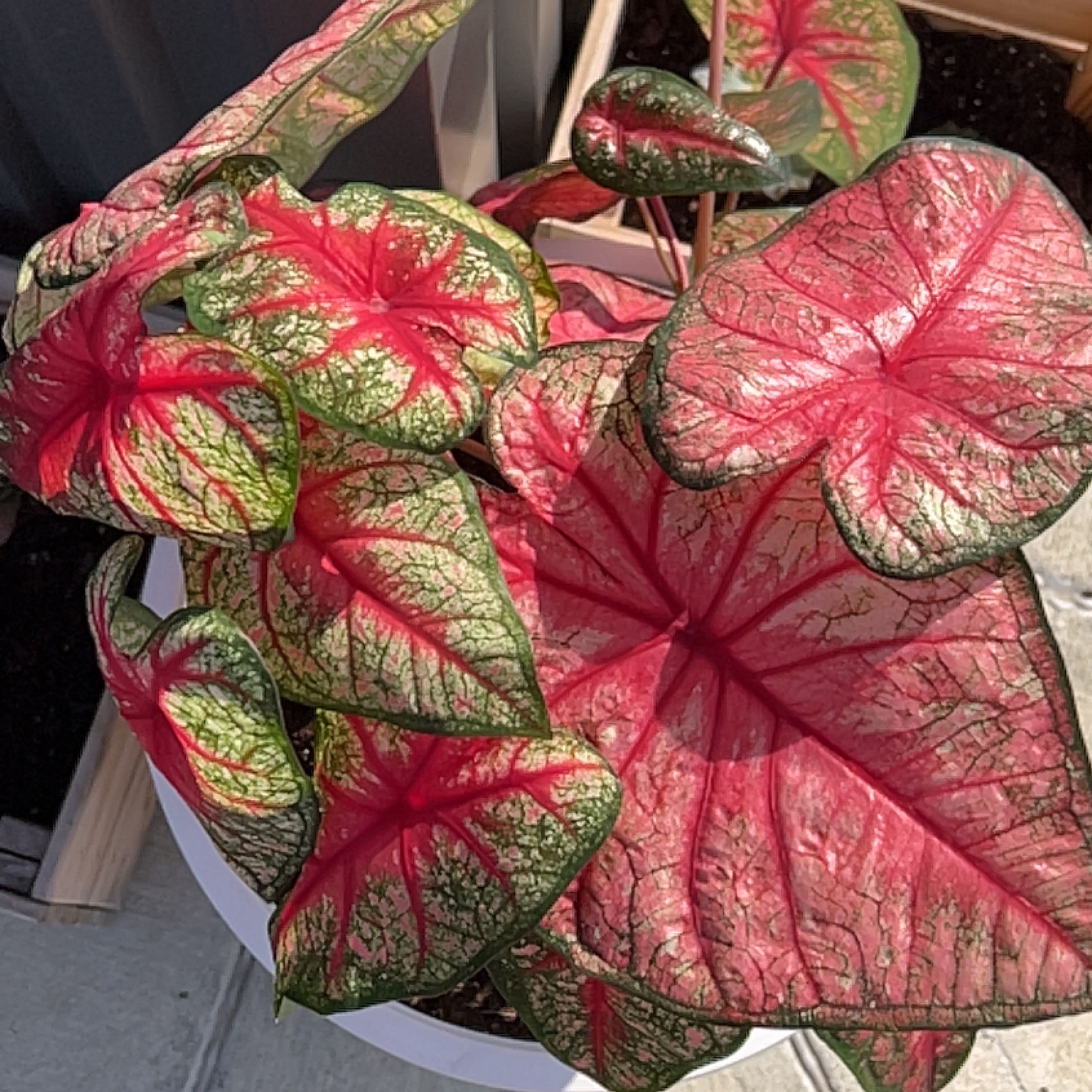 Vibrant red and green heart-shaped Caladium leaves with intricate color patterns, indicating a very healthy plant.