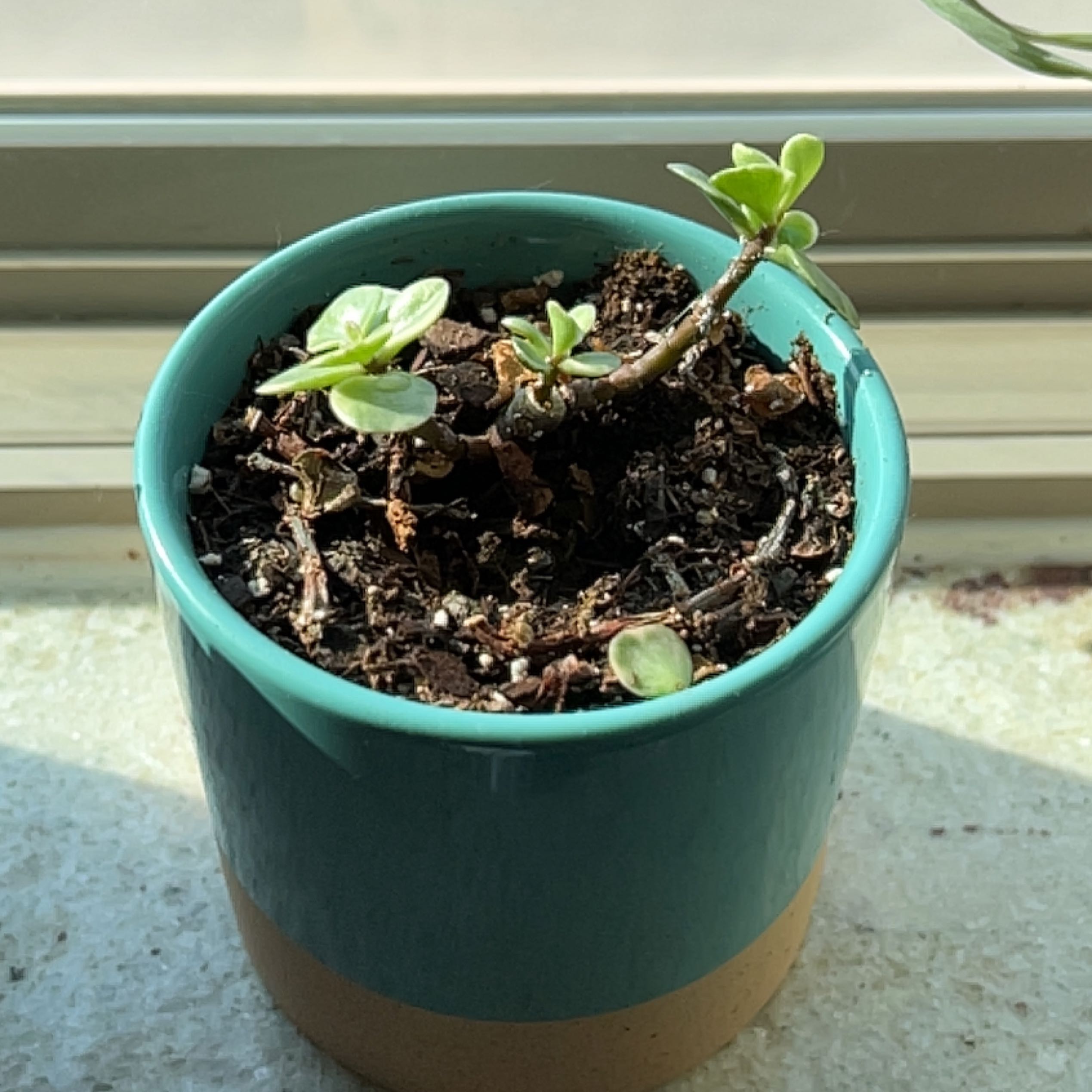 Potted Common Purslane plant with healthy green leaves in a ceramic pot.