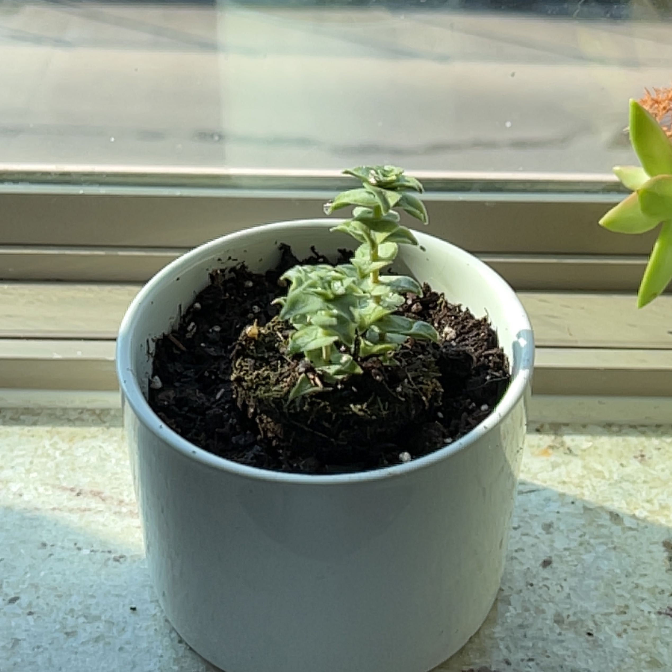 Photo of a healthy Crassula perforata 'String of Buttons' succulent plant in a gray ceramic pot with dark soil mix.