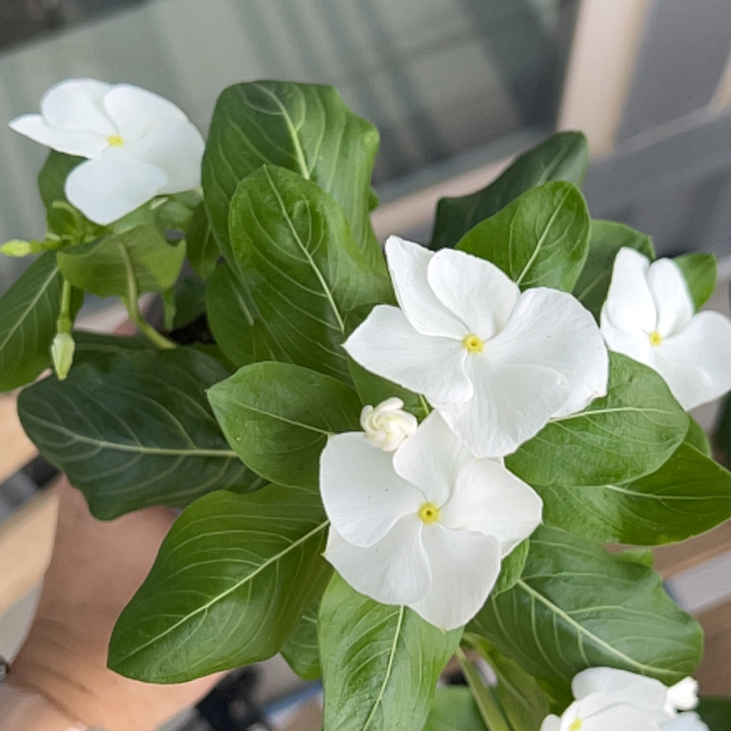 Bright Eyes plant with green leaves and white flowers, held by a hand.