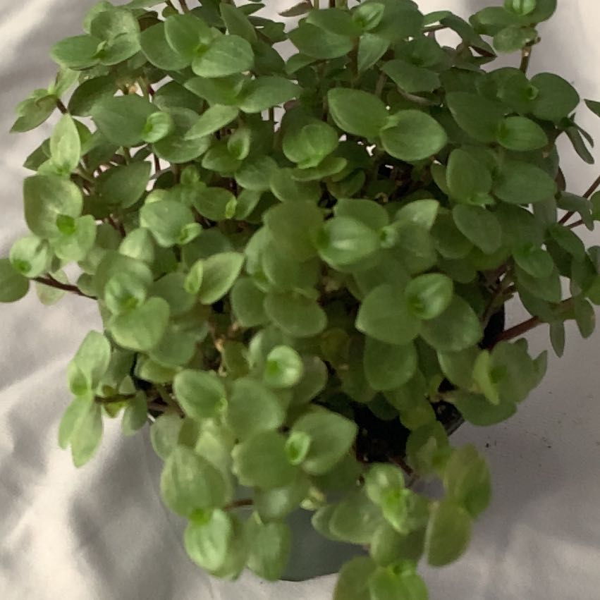 Photo of the plant species Turtle Vine by @TidyHornwort named Kylie on Greg, the plant care app