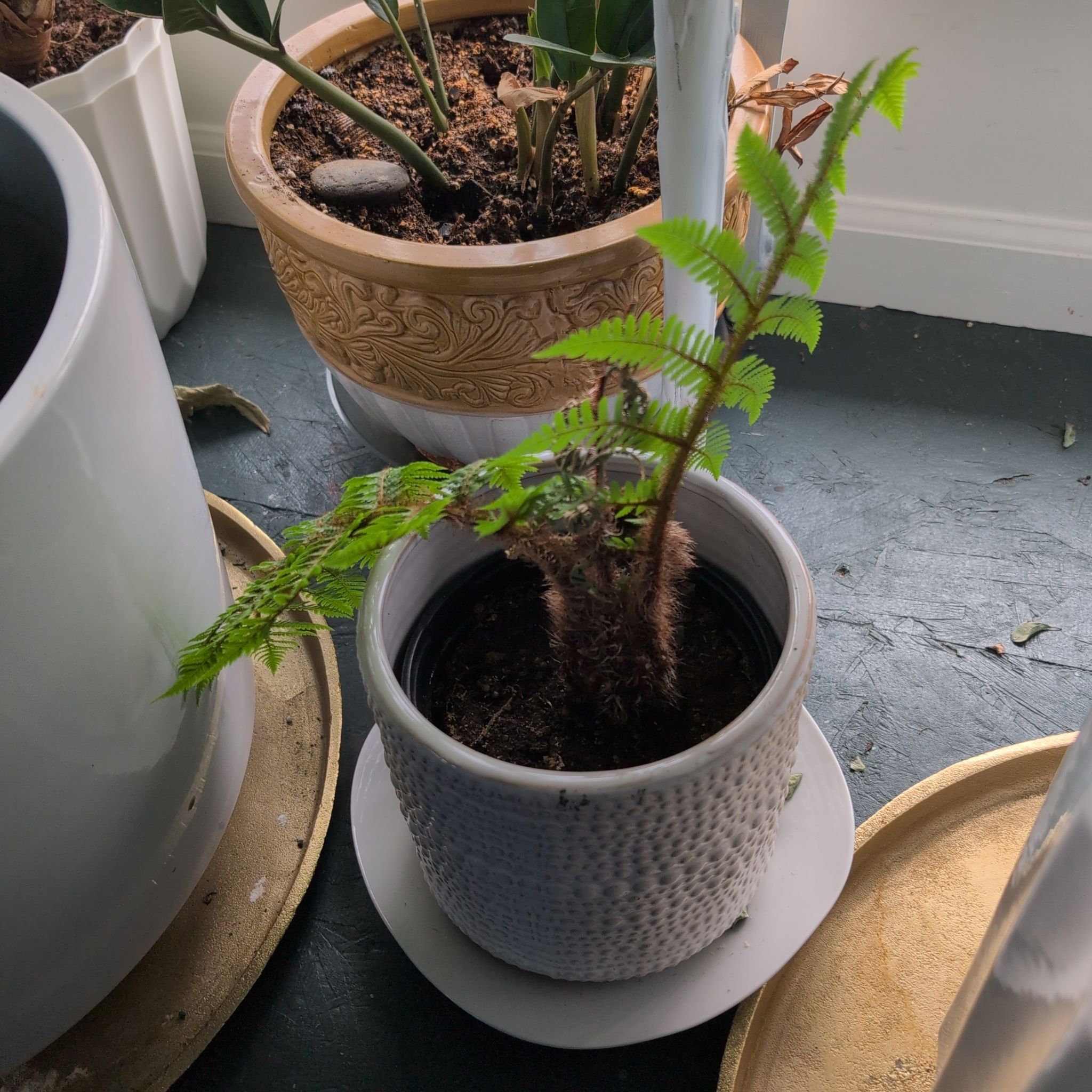 Photo of the plant species Australian Tree Fern by @NimbleGardenia named Treebeard on Greg, the plant care app