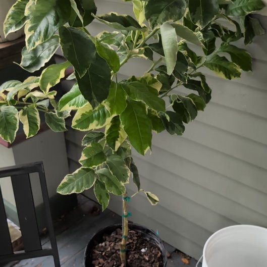 Photo of the plant species Variegated Lemon by @NimbleGardenia named Captain Plant-it on Greg, the plant care app