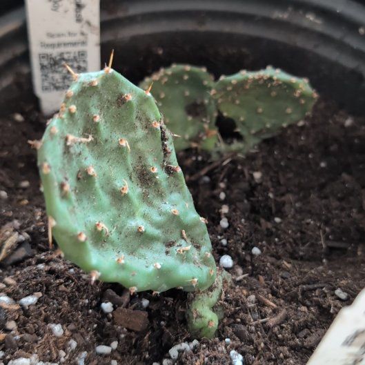 Photo of the plant species Eastern Prickly Pear by @NimbleGardenia named Prickley Parker on Greg, the plant care app