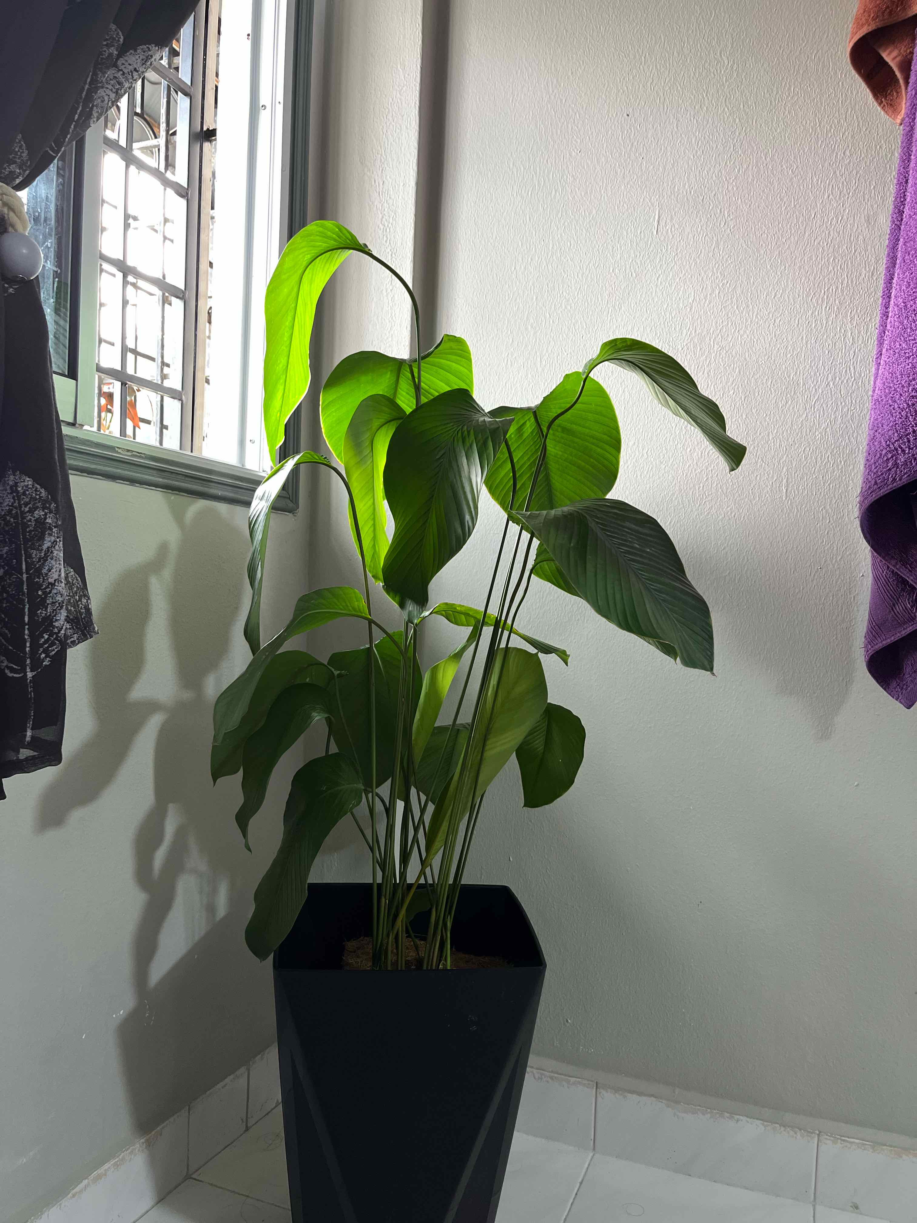 Sweet Prayer Plant uploaded to the Greg plant app by @NormalSaline