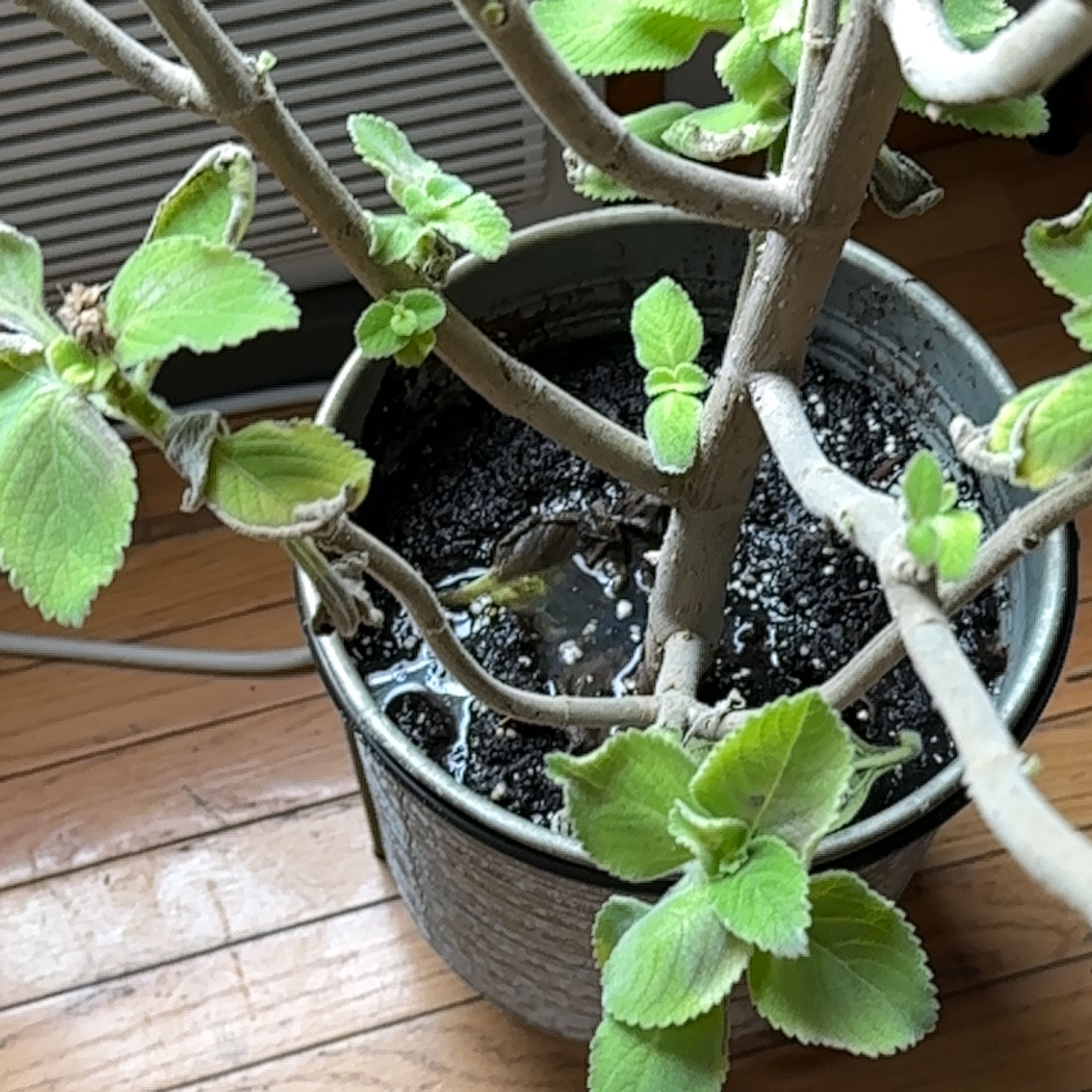 Photo of the plant species Boldo by @ZanySnowdrop named Captain Plant-it on Greg, the plant care app