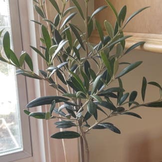 Olive Tree plant in Danvers, Massachusetts