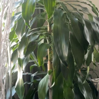 Cornstalk Dracaena plant in Danvers, Massachusetts