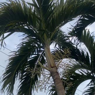 Christmas Palm plant in Naples, Florida