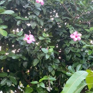 Chinese Hibiscus plant in Naples, Florida