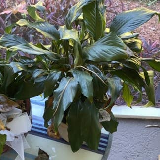 Peace Lily plant in Naples, Florida