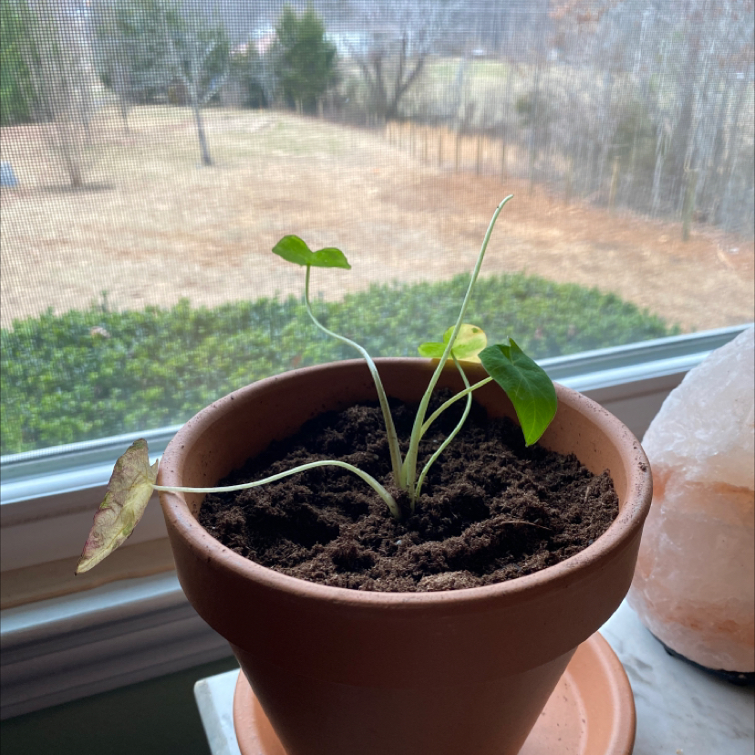 Potted Colocasia 'Black Beauty' plant on a windowsill with some yellowing and browning leaves.