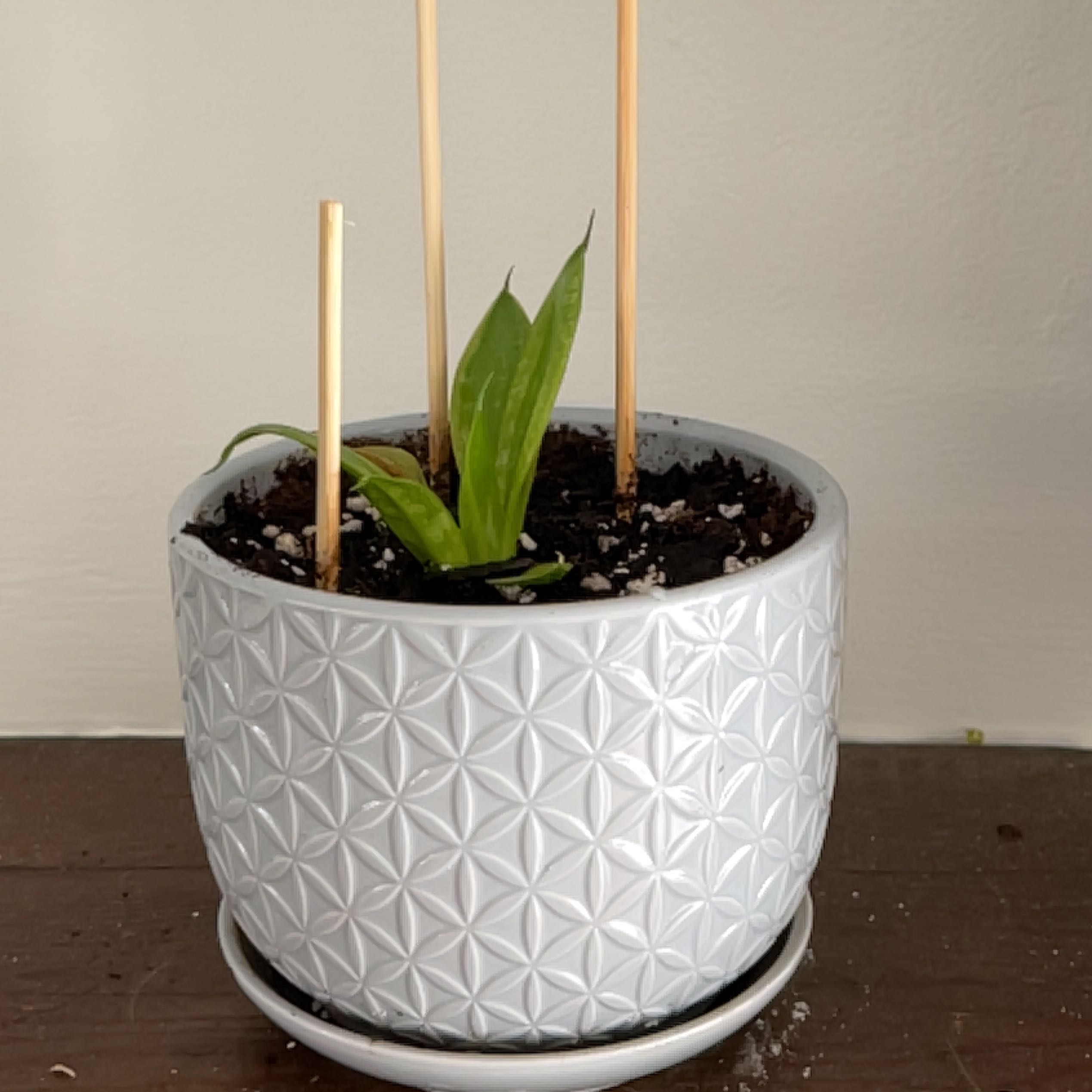 Photo of the plant species Snake plant by @FieryArugula named Zion on Greg, the plant care app